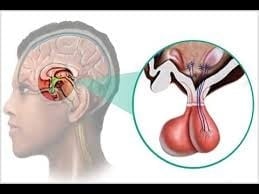 Висок пролактин